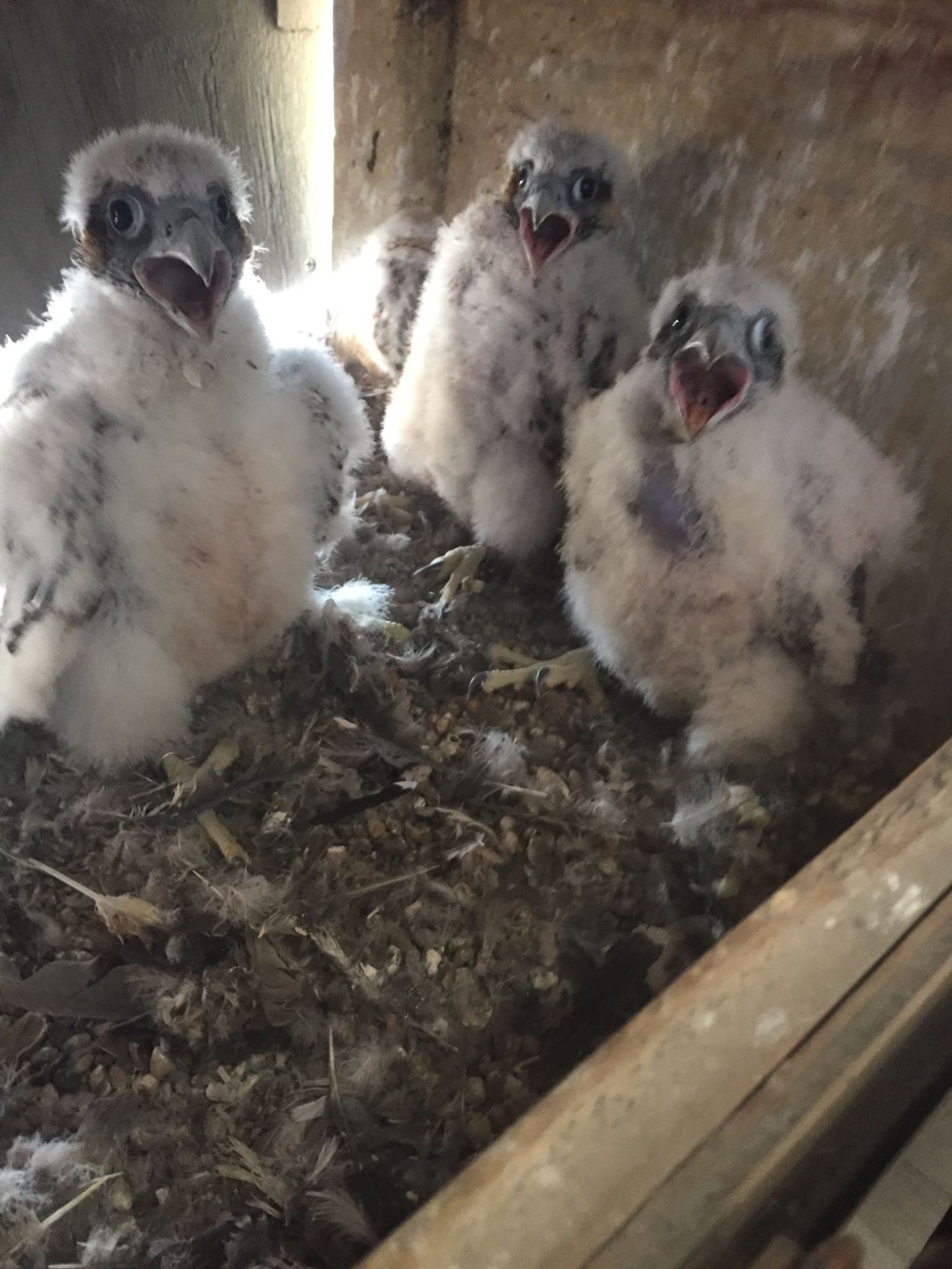 Three baby falcons